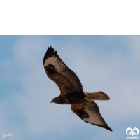 گونه سارگپه پا بلند Long-legged Buzzard